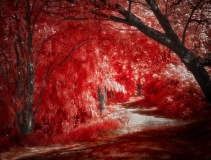 The Path. Infrared foto